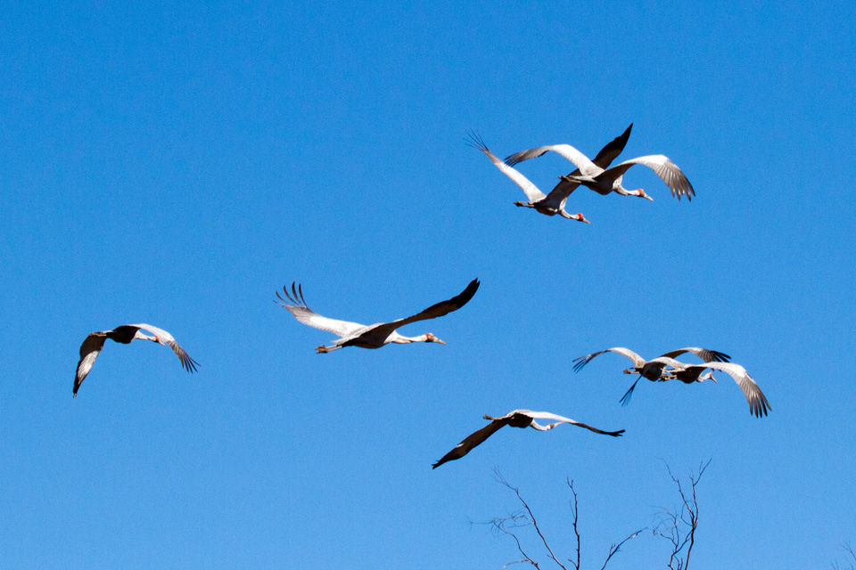 Brolga (Grus rubicunda)